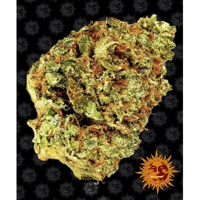 Barney's Farm Watermelon Zkittlez Auto ab 35,- €