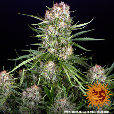Barney's Farm Wedding Cake Auto ab 35.-€