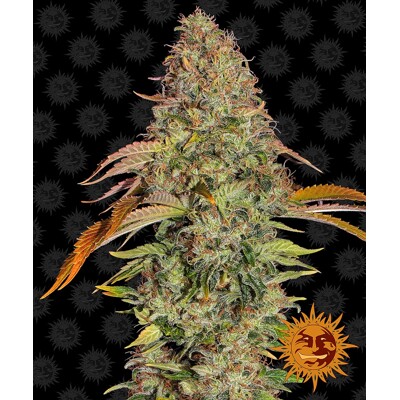 Barney's Farm Zkittlez OG Auto ab 31.5.-€