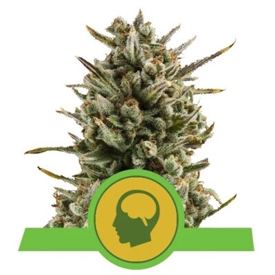 Royal Queen Seeds Amnesia Haze Auto 27.-€-tól