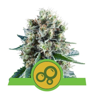 Royal Queen Seeds Bubble Kush Auto 25.-€-tól