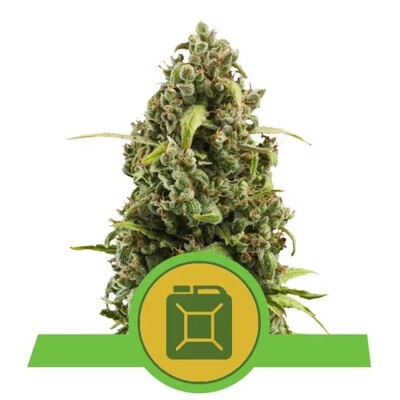 Royal Queen Seeds Diesel Auto ab 21,50.-€