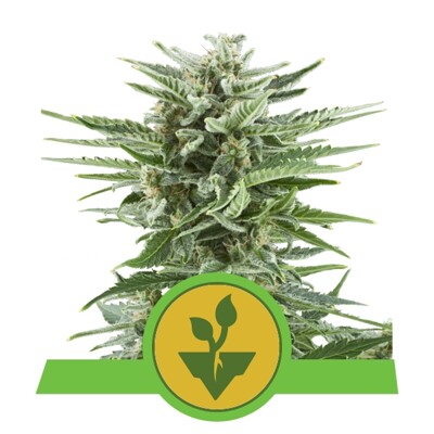 Royal Queen Seeds Easy Bud Auto ab 17,50.-€