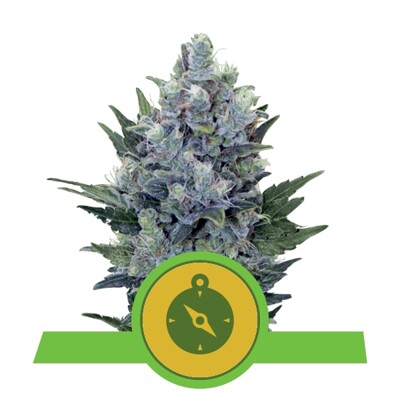 Royal Queen Seeds Northern Light Auto ab 23.-€