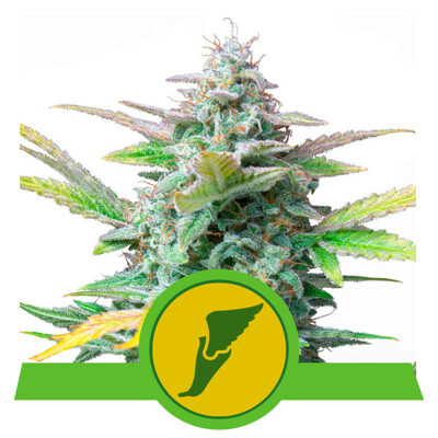 Royal Queen Seeds Quick One Auto ab 15.-€