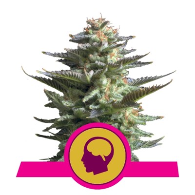 Royal Queen Seeds Amnesia Haze 10.-€-tól