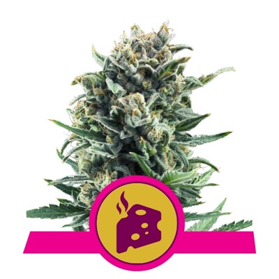 Royal Queen Seeds Blue Cheese 21,50.-€-tól