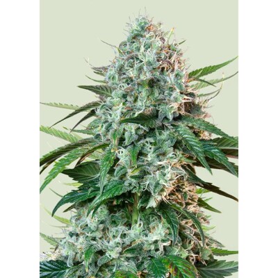 Royal Queen Seeds HulkBerry ab 29.-€