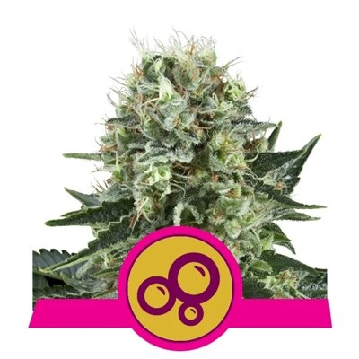 Royal Queen Seeds Bubble Kush 25.-€-tól
