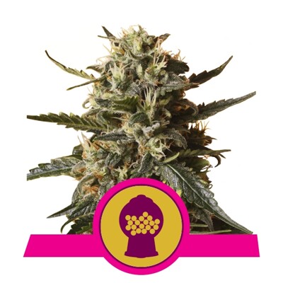 Royal Queen Seeds Bubblegum XL 23.-€-tól