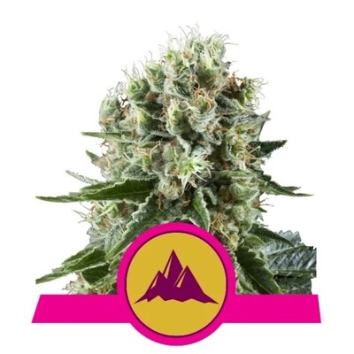 Royal Queen Seeds Critical Kush ab 21,5.-€