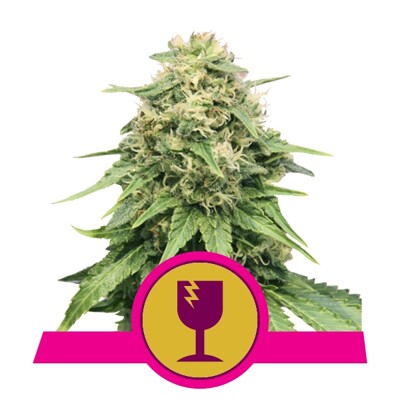 Royal Queen Seeds Critical 23.-€-tól