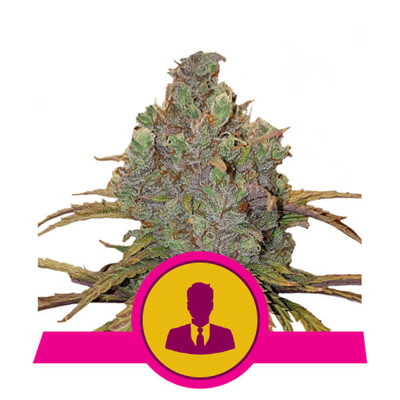 Royal Queen Seeds El Patron ab 32,50.-€