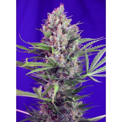 Sweet Seeds Cream Mandarine F1 Fast Version ab 26,90.-€