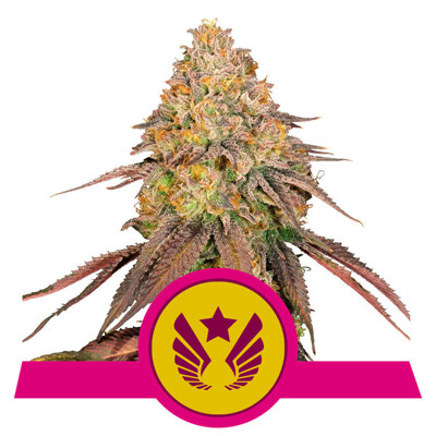 Royal Queen Seeds Legendary OG Punch ab 29.-€