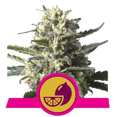 Royal Queen Seeds Lemon Shining Silver Haze ab 21,50.-€
