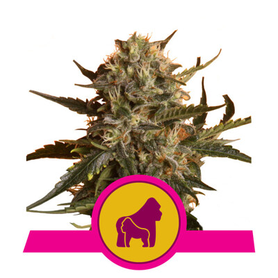 Royal Queen Seeds Mother Gorilla ab 23.-€