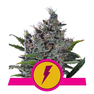 Royal Queen Seeds North Thunderfuck ab 27.-€