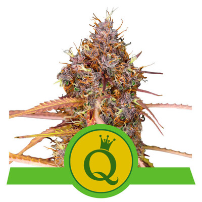 Royal Queen Seeds Purple Queen ab 20.-€