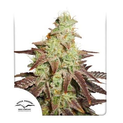 Dutch Passion Auto Night Queen 7 db