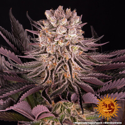 Barney's Farm Mimosa x Orange Punch ab 38.-€