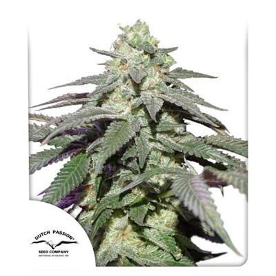 Dutch Passion Seed Company Auto Skywalker Haze ab 24,95.-€