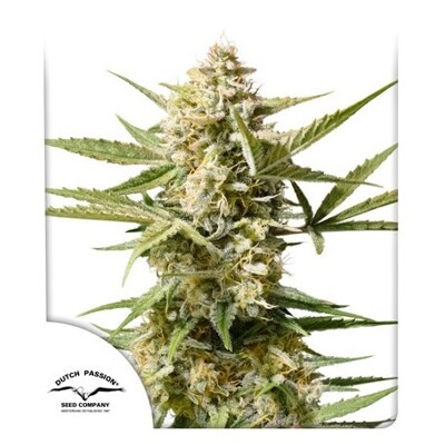 Dutch Passion Seed Company Auto Auto Cinderella Jack 34,95.-€-tól