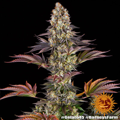 Barney's Farm Gelato #45 od 38,-€