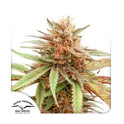Dutch Passion Seed Company Durban Dew 34,95,-€-tól
