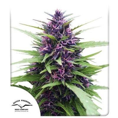Dutch Passion Seed Company Shaman 24,95,-€-tól