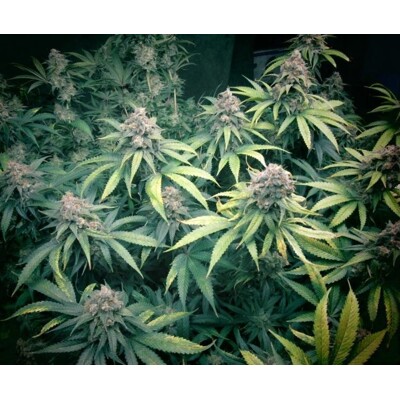 Huba Seed Bank GW Kush 5 ks