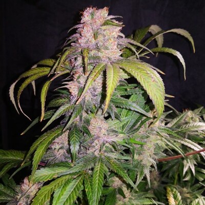 Huba Seed Bank Northern Chunk 5 ks