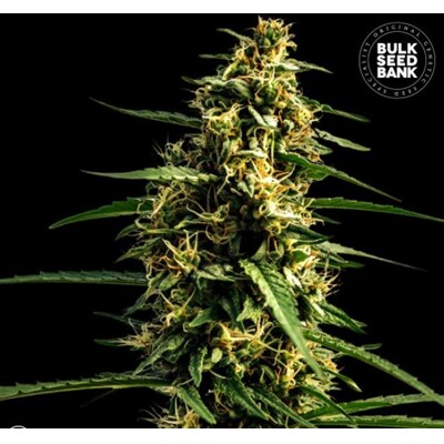 Bulk Seed Bank Auto Mandalime Juice 5 ks