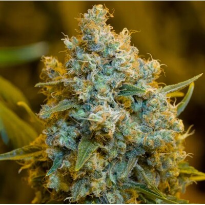 Silent Seeds Critical Jack 3 ks