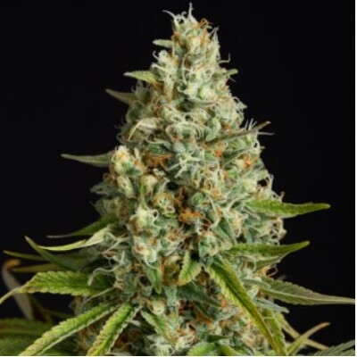 Silent Seeds Amnesia Lemon 5 ks