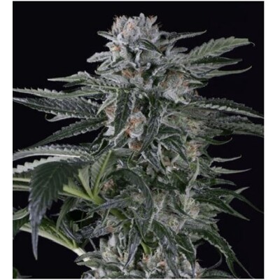 Silent Seeds Moby Dick Auto 3 db