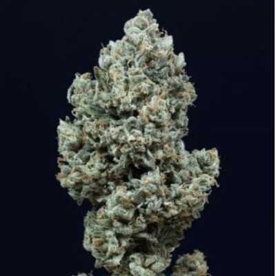 Silent Seeds Critical + 2.0 Auto 5 ks
