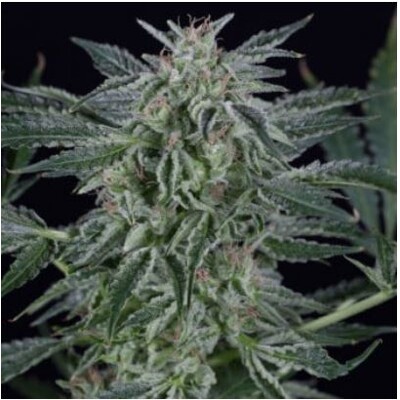 Silent Seeds Critical Jack Auto 5 db