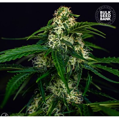 Bulk Seed Bank Auto Watermelon Jam 100 Seeds