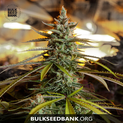 Bulk Seed Bank Ananas Funk 10 Seeds