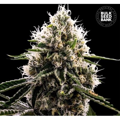 Bulk Seed Bank Dosidos Rocketos ab 17,5.-€