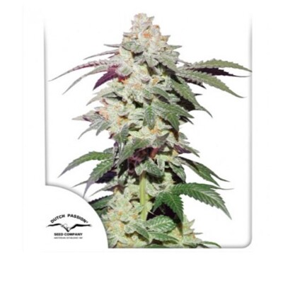 Dutch Passion Skywalker Haze 5db