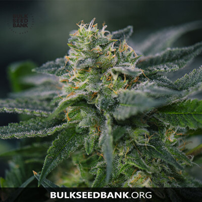 Bulk Seed Bank Auto Cheese 10db