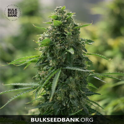 Bulk Seed Bank Auto Hindu Kush 10ks