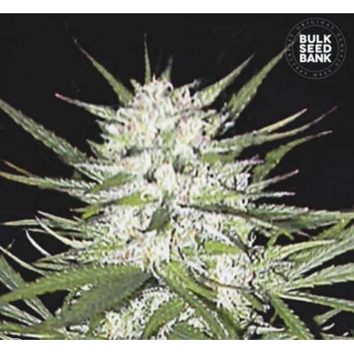 Bulk Seed Bank Early Top Skunk 5 Seeds
