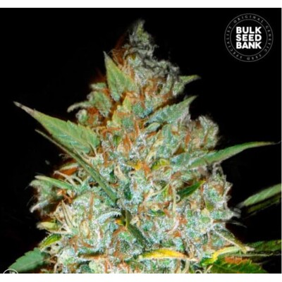 Bulk Seed Bank Kali 's Mystery 5db