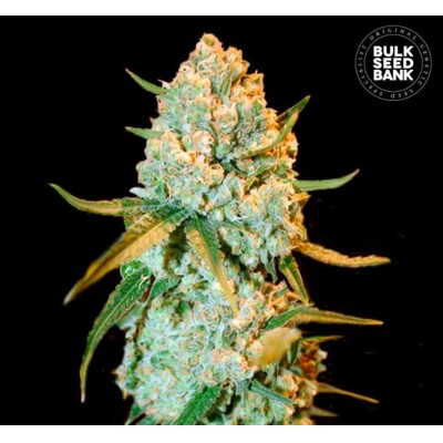 Bulk Seed Bank Special Crystal Haze 5 Seeds