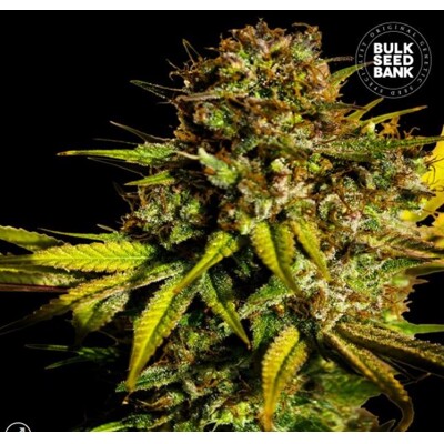 Bulk Seed Bank Extra Mintz ab 5.- €