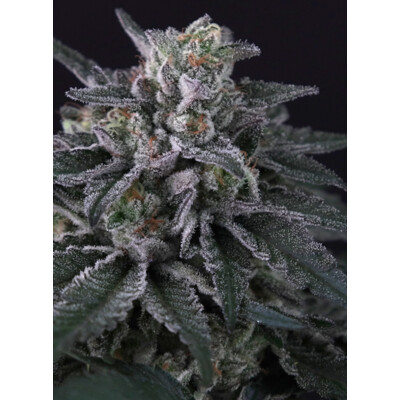 Paradise Seeds Gulupa 10 Seeds