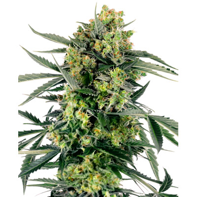 Sensi Seeds Blueberry Zkittlez Auto 10 db